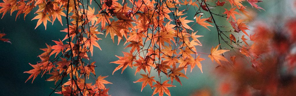 autumn volturno header @
